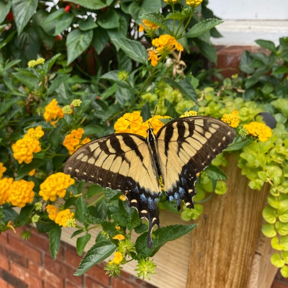 Meet your Posher, Sandy - Picture 2 of 2